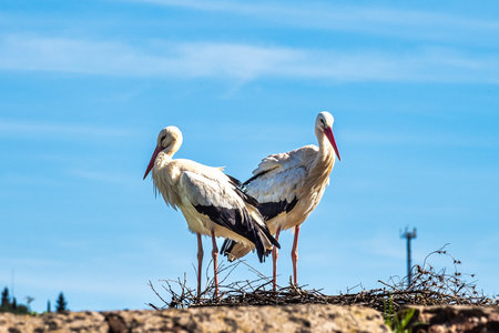 The fascinating White Storks, Ciconia ciconia at Silves in the Algarve region, District Faro in...