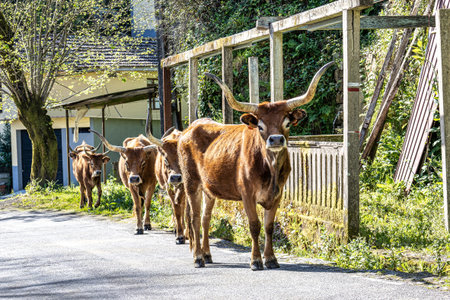 The Cachena cow in Peneda-Geres National Park in North Portugal. It is a traditional Portuguese mountain cattle breed excellent for its meat and traction power.の写真素材