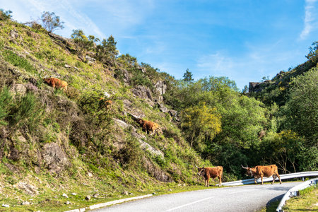 The Cachena cow in Peneda-Geres National Park in North Portugal. It is a traditional Portuguese mountain cattle breed excellent for its meat and traction power.の写真素材
