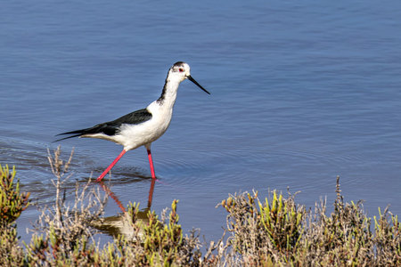 Black-winged stilt, Himantopus himantopus in Ria Formosa Natural Reserve, Algarve in Portugal.