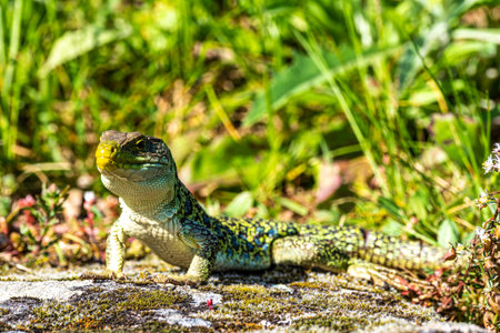 An Iberian emerald lizard, Lacerta schreiberi, at Lindoso, Peneda Geres National park in Portugal
