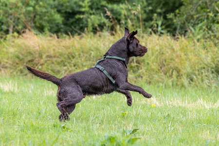 Labrador Retriever, Canis lupus familiaris on a grass field. Healthy chocolate brown labrador...