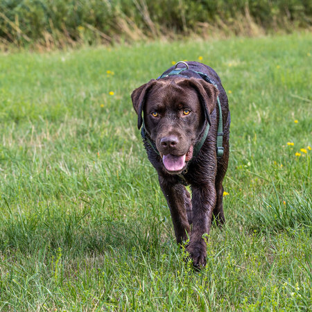 Labrador Retriever, Canis lupus familiaris on a grass field. Healthy chocolate brown labrador...