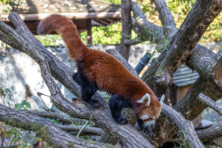 The red panda, Ailurus fulgens, also called the lesser panda and the red cat-bear.