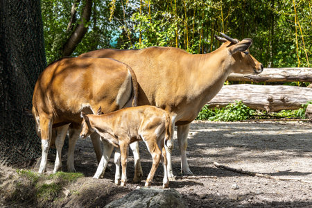 Banteng, Bos javanicus or Red Bull. It is a type of wild cattle But there are key characteristics that are different from cattle and bison: a white band bottom in both males and females.の写真素材