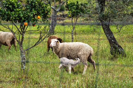 Hiking a walking route at Portalegre in Portugal. Percurso Pedestre de Galegosの写真素材