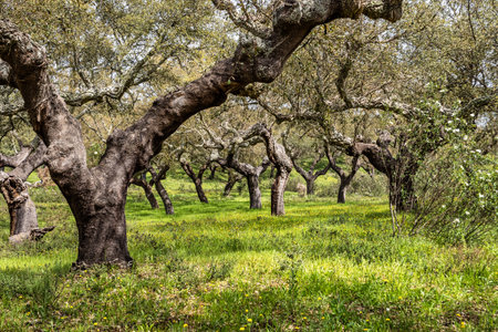 Walking through the Cork Oak forest at Hortas de Baixo near Arronches, Alentejo, Portugal.の写真素材
