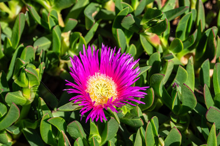 Pallenis maritima, Beach Daisy herbaceous perennial plant. Nature of Algarve in Portugal.の写真素材