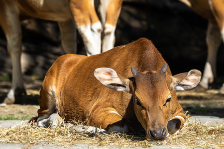 Banteng, Bos javanicus. It is a type of wild cattle. But there are key characteristics that are different from cattle and bison: a white band bottom in both males and females.の写真素材