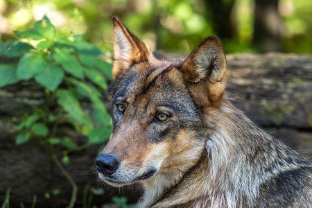 The wolf, Canis lupus, also known as the gray wolf or timber wolf is a canine native to the...