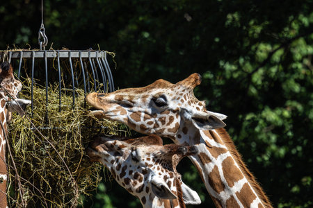 The giraffe, Giraffa camelopardalis is an African even-toed ungulate mammal, the tallest of all extant land-living animal species, and the largest ruminant.の写真素材