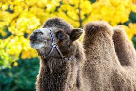 The Bactrian camel, Camelus bactrianus, is a large, even-toed ungulate native to the steppes of Central Asia. The Bactrian camel has two humps on its backの写真素材