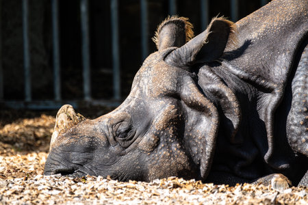 The Indian Rhinoceros, Rhinoceros unicornis is also called Greater One-horned Rhinoceros and Asian One-horned Rhinoceros and belongs to the Rhinocerotidae family.の写真素材