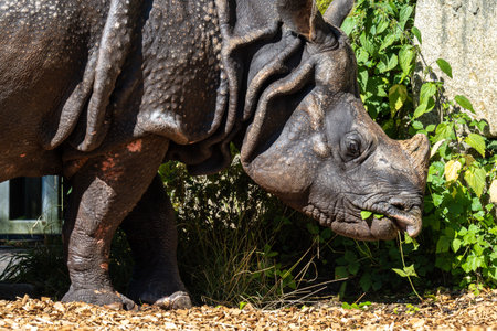 The Indian Rhinoceros, Rhinoceros unicornis is also called Greater One-horned Rhinoceros and Asian One-horned Rhinoceros and belongs to the Rhinocerotidae family.の写真素材