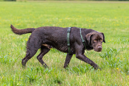 Labrador Retriever, Canis lupus familiaris on a grass field. Healthy chocolate brown labrador retriever having fun outdoors at Donauwoerth, Bavaria in Germanyの写真素材