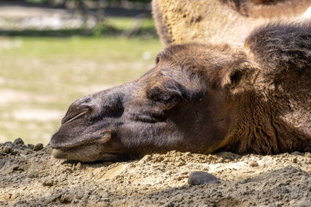 The Bactrian camel, Camelus bactrianus, is a large, even-toed ungulate native to the steppes of Central Asia. The Bactrian camel has two humps on its backの写真素材
