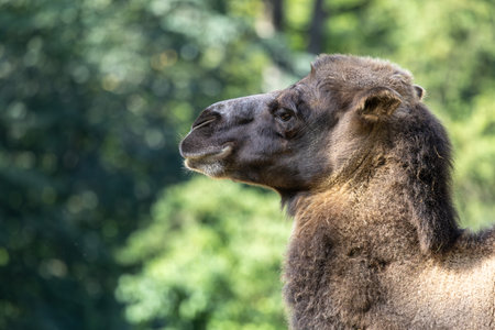 The Bactrian camel, Camelus bactrianus, is a large, even-toed ungulate native to the steppes of Central Asia. The Bactrian camel has two humps on its backの写真素材