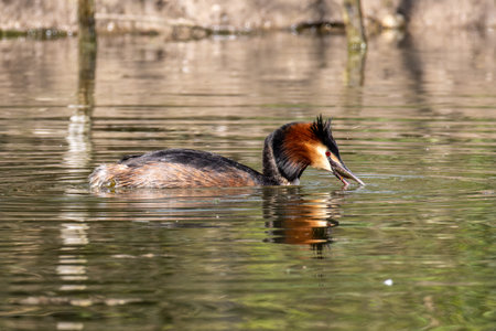 Great Crested Grebe, Podiceps cristatus has caught a fish. It is the largest member of the grebe family found in the Old World.の写真素材