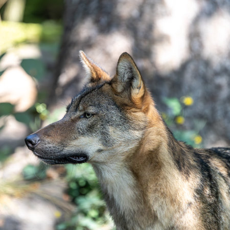 The wolf, Canis lupus, also known as the gray wolf or timber wolf is a canine native to the...