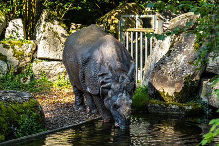 The Indian Rhinoceros, Rhinoceros unicornis is also called Greater One-horned Rhinoceros and Asian One-horned Rhinoceros and belongs to the Rhinocerotidae family.の写真素材
