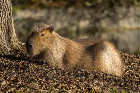 The capybara, Hydrochoerus hydrochaeris is a mammal native to South America. It is the largest living rodent in the world.の写真素材