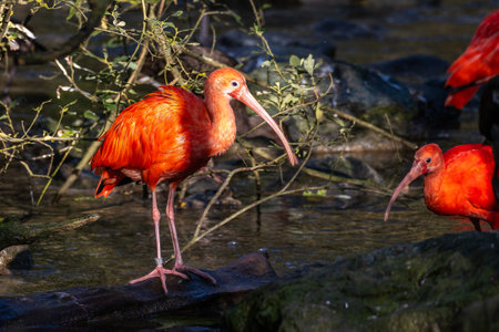 The Scarlet ibis, Eudocimus ruber is a species of ibis in the bird family Threskiornithidae. It...