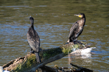 The great cormorant, Phalacrocorax carbo known as the great black cormorant across the Northern...