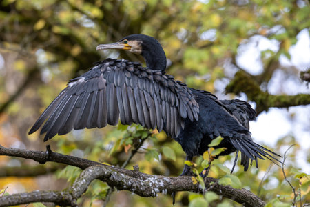 The great cormorant, Phalacrocorax carbo known as the great black cormorant across the Northern Hemisphere, the black cormorant in Australia and the black shag further south in New Zealandの写真素材