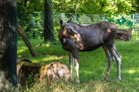 European Moose, Alces alces, also known as the elk. Wild life animals.の写真素材