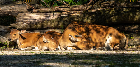 Family of Banteng, Bos javanicus. It is a type of wild cattle. But there are key characteristics that are different from cattle and bison: a white band bottom in both males and females.の写真素材