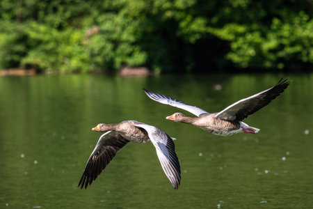 The greylag goose, Anser anser is a species of large goose in the waterfowl family Anatidae and the type species of the genus Anser. Here flying in the air.の写真素材