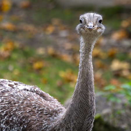 Darwin's rhea, Rhea pennata also known as the lesser rhea. It is a large flightless bird, but the...