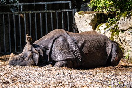 The Indian Rhinoceros, Rhinoceros unicornis is also called Greater One-horned Rhinoceros and Asian One-horned Rhinoceros and belongs to the Rhinocerotidae family.の写真素材