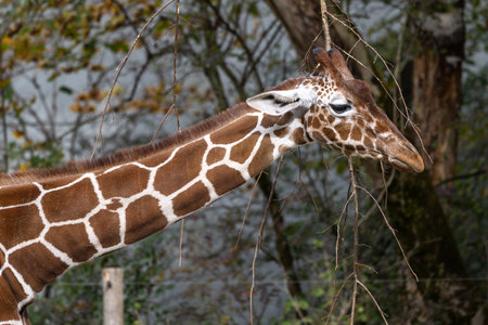 The giraffe, Giraffa camelopardalis is an African even-toed ungulate mammal, the tallest of all extant land-living animal species, and the largest ruminant.の写真素材