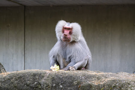 The hamadryas baboon, Papio hamadryas is a species of baboon, being native to the Horn of Africa and...