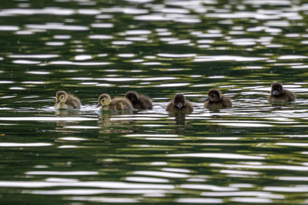 Wild ducks at the Kleinhesseloher Lake in English Garden in Munich, Germany.
