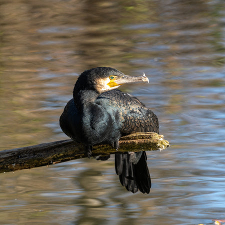 The great cormorant, Phalacrocorax carbo known as the great black cormorant across the Northern Hemisphere, the black cormorant in Australia and the black shag further south in New Zealandの写真素材