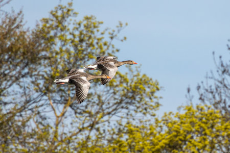 The greylag goose, Anser anser is a species of large goose in the waterfowl family Anatidae and the type species of the genus Anser. Here flying in the air.の写真素材