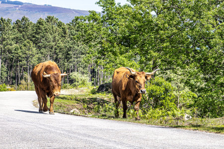 The Cachena cow in Nationalpark Peneda-Geres in North Portugal. It is a traditional Portuguese mountain cattle breed excellent for its meat and traction power.の写真素材