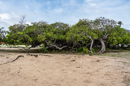 Village of Mandacaru, Barreirinhas, Maranhao, Brazil. Photo taken from the top of the Mandacaru lighthouse, overlooking the Preguicas River, and the Atlantic Ocean in the background.の写真素材