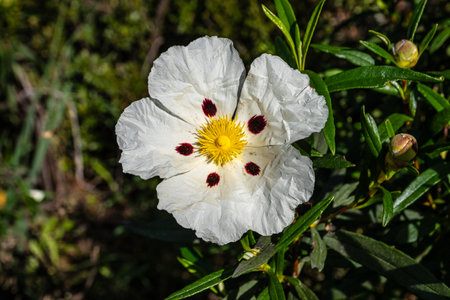 Cistus ladanifer, Rockrose flowers or Labdanum at the Archaeological Circuit in Vale Fuzeiros at Vilarinha, Algarve, Portugal. Wild flowering plants in the family Cistaceae.の写真素材