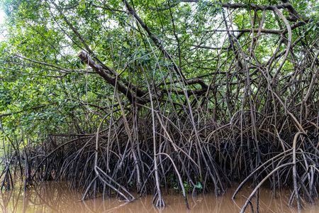 Boat trip on the Igarape do Urubu River, Delta das Americas, Brazil. Amazon Rainforest. South Americaの写真素材
