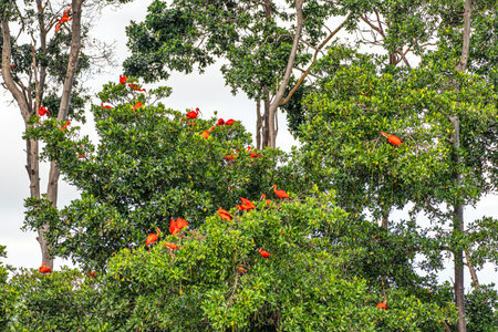 Large red scarlet ibis flying back home to their sleeping place, Revoada dos guaras, which means the flight of the guaras, a phenomenon that occurs daily on the Delta of the Parnaiba River in Brazilの写真素材