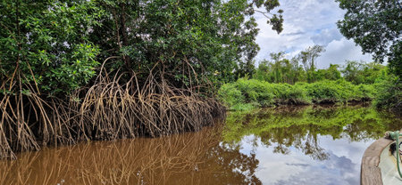 Boat trip on the Igarape do Urubu River, Brazil. South America