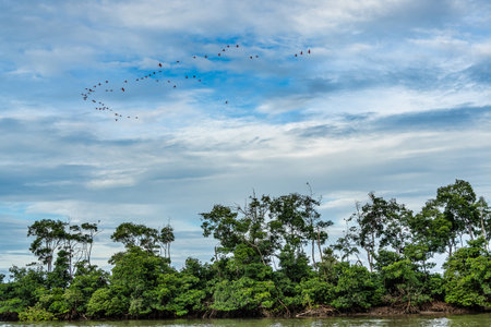 Large red scarlet ibis flying back home to their sleeping place, Revoada dos guaras, which means the...