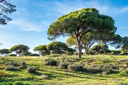 Landscape view of Ria Formosa near Faro in Portugalの写真素材