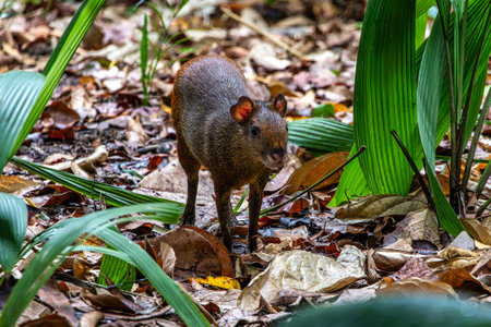 The red-rumped agouti at Belem,Brazil. Dasyprocta leporina, also known as the golden-rumped agouti, orange-rumped agouti or Brazilian agouti, is a species of agouti from the family Dasyproctidae.の写真素材