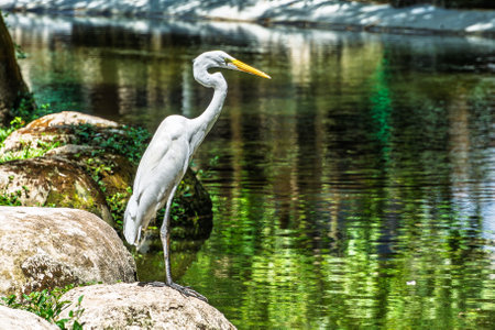 Great egret, Ardea alba at Praca Batista Campos in the city of Belem, state of Para, Brazil. A square located in the neighborhood of the district with the same nameの写真素材