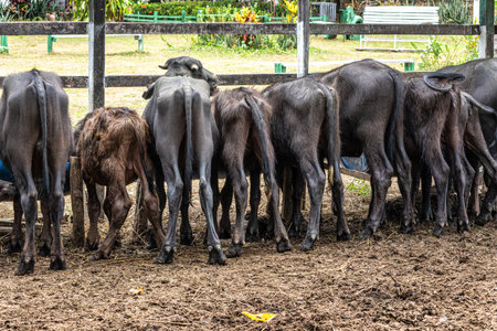 Wild Water Buffalos at Soure on Marajo Island in Northern Brazilの写真素材