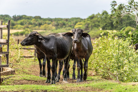 Wild Water Buffalos at Soure on Marajo Island in Northern Brazilの写真素材